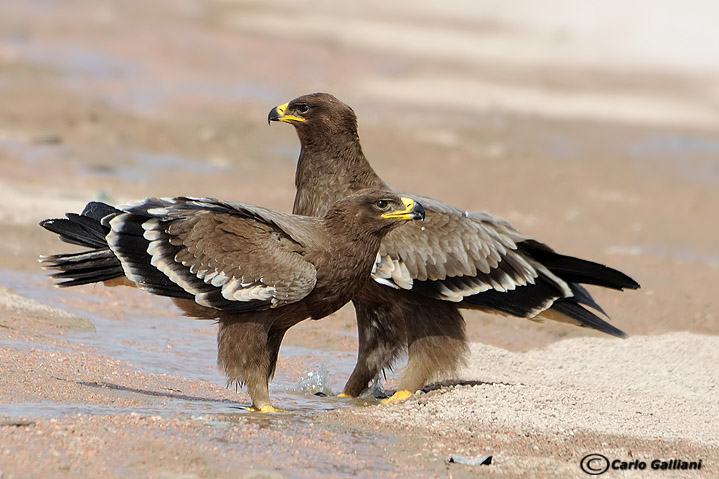 Aquila delle steppe